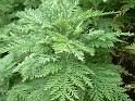 Artemisia pontica (wormwood)